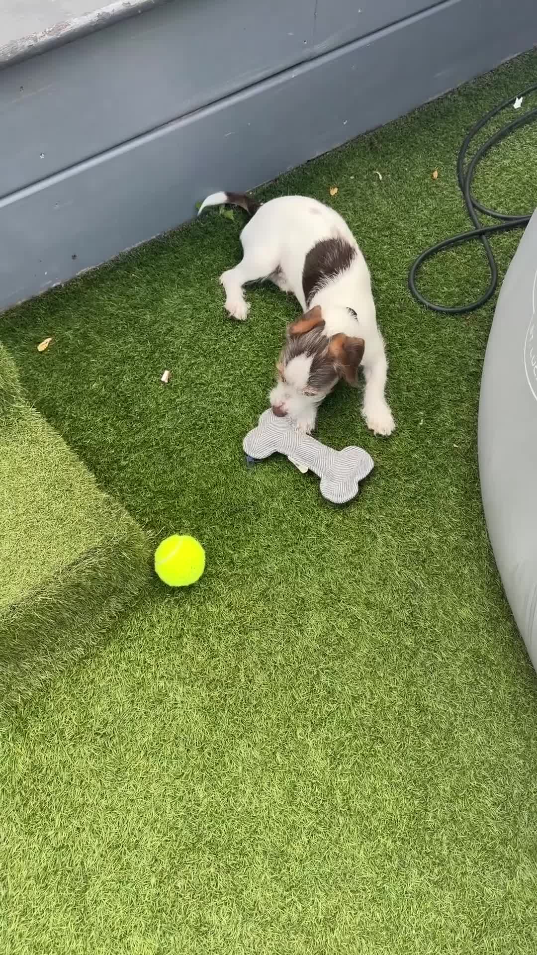 Jack Russell dogs for sale: Jack Russel Puppy - Video 1