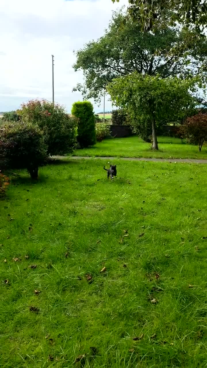 Whippet dogs for sale: 1 Girl Left - KC Whippet Puppies in Aberdeenshire - Video 2