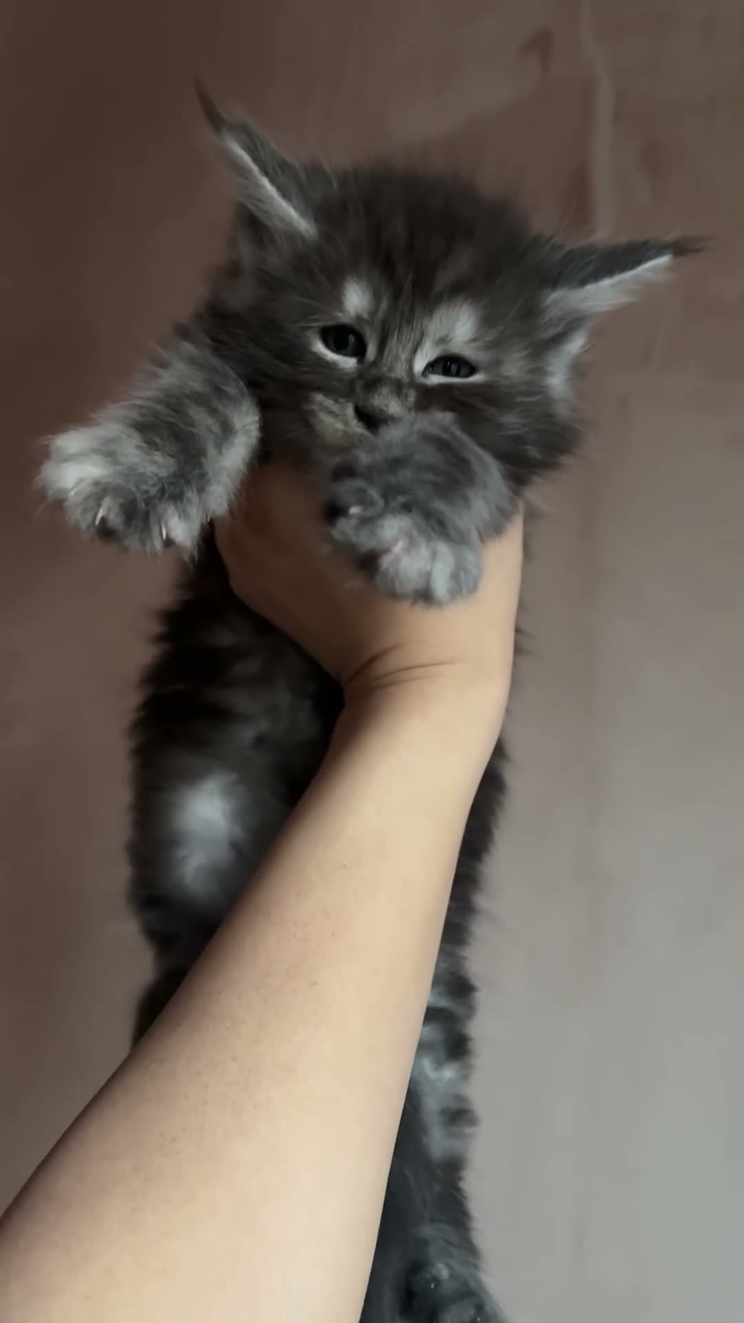 Maine Coon cats for sale: PURE RUSSIAN  MAINE COON KITTENS - Video 3
