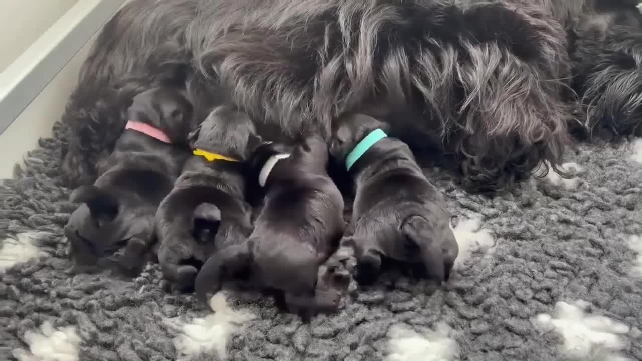 Scottish Terrier dogs for sale: Scottish Terrier puppies in Pontefract - Video 1