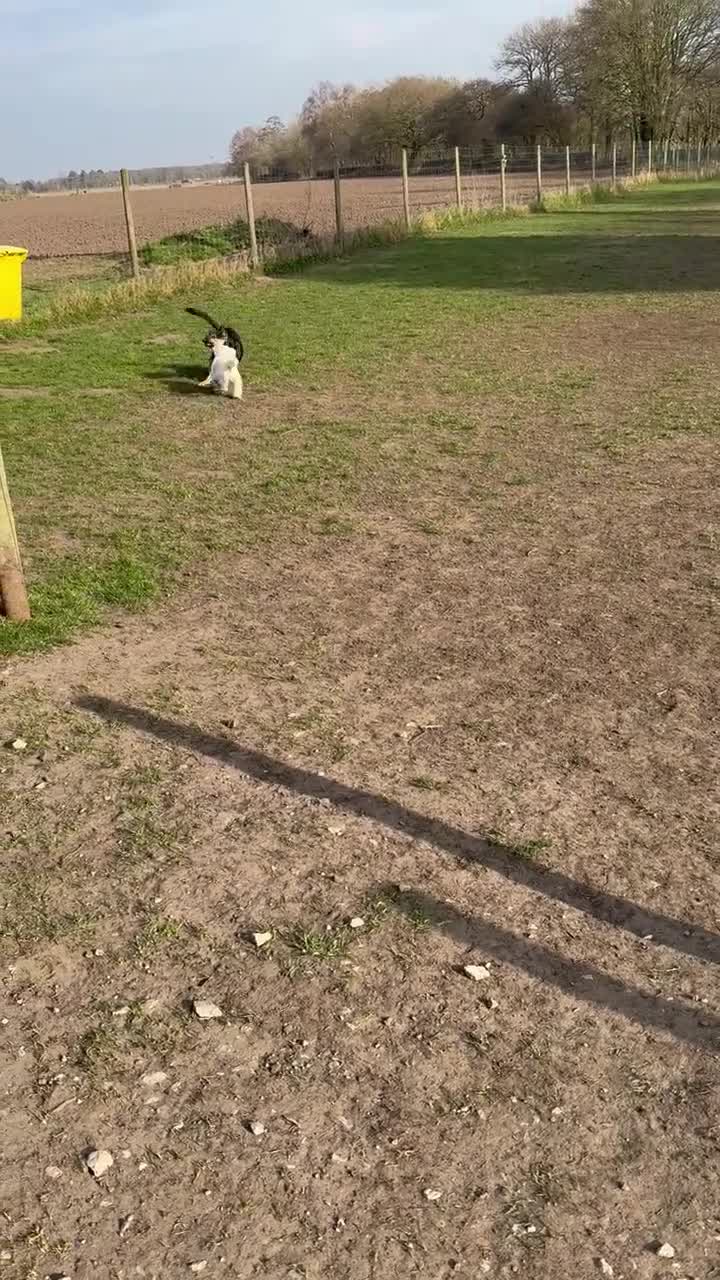 German Shepherd dogs for sale: 1 year old Female German Shepherd Puppy  - Video 1