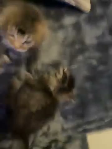 Mixed Breed cats for sale: Ragdoll X Norwegian forest cat in Spalding - Video 1