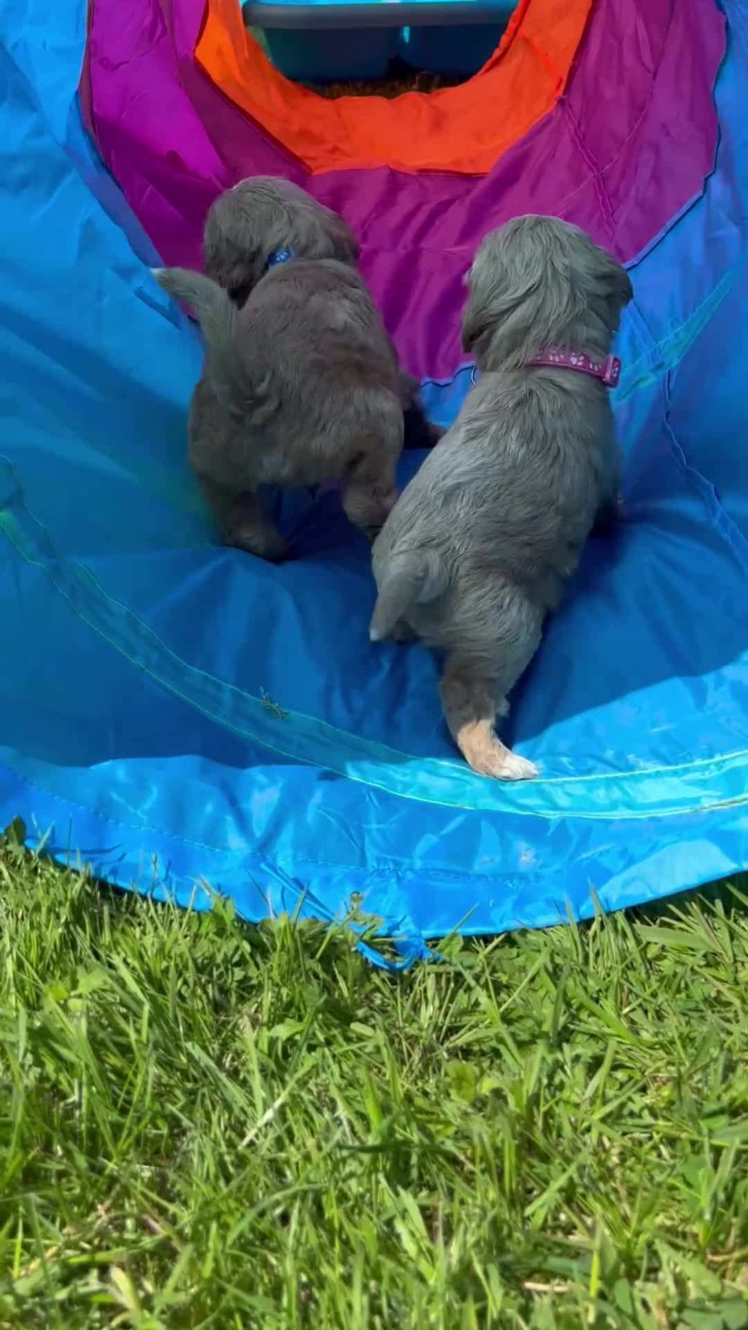 Cockapoo dogs for sale: Beautiful cockerpoo puppies - Video 1