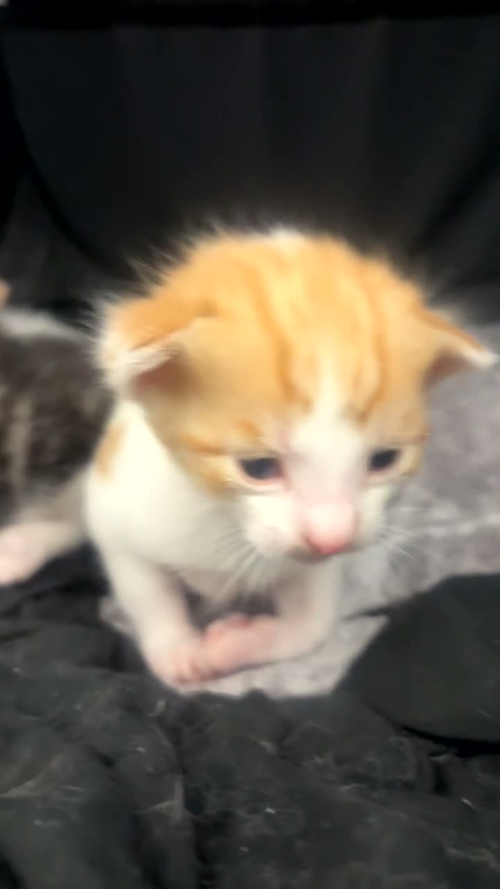 Domestic Shorthair cats for sale: Domestic Shorthair kittens - Video 5