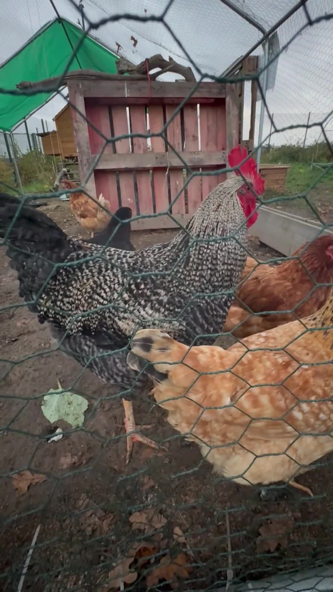Chickens poultry for sale: Barred Rock Rooster - Video 1