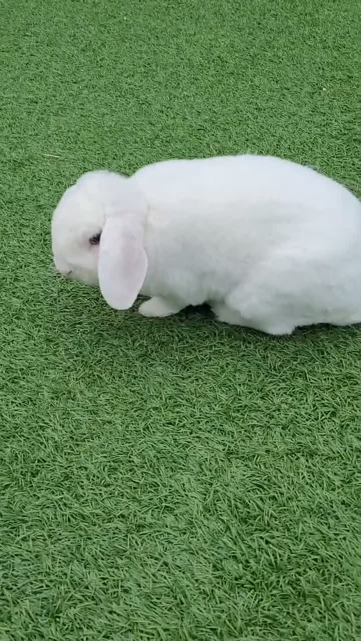 Mini Lop rabbits for sale: Gorgeous Purebred Mini Plush Lops - Video 3