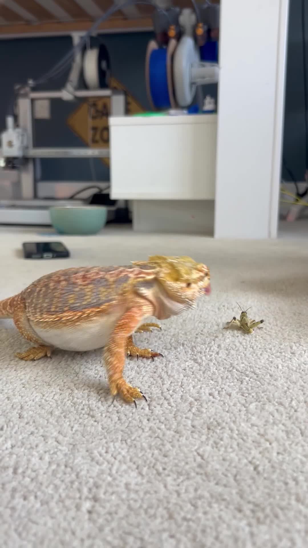 Bearded Dragon reptiles for sale: Ember the best bug catching bearded dragon   - Video 1