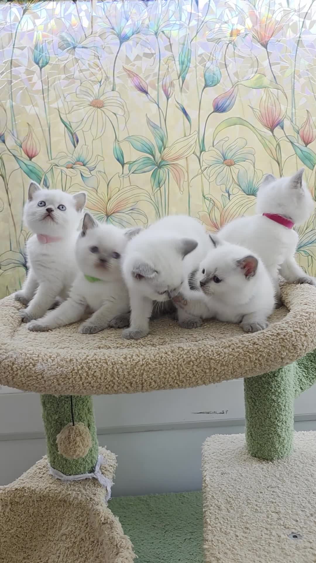 British Shorthair cats for sale: Stunning BSH Blue eyed Colour Point Kittens - Video 1