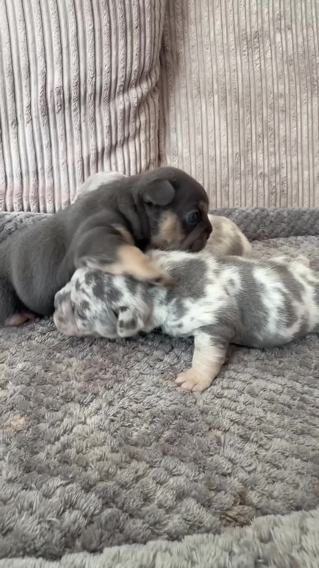 French Bulldog dogs for sale: French bulldog Beautiful lilac/tan   - Video 3