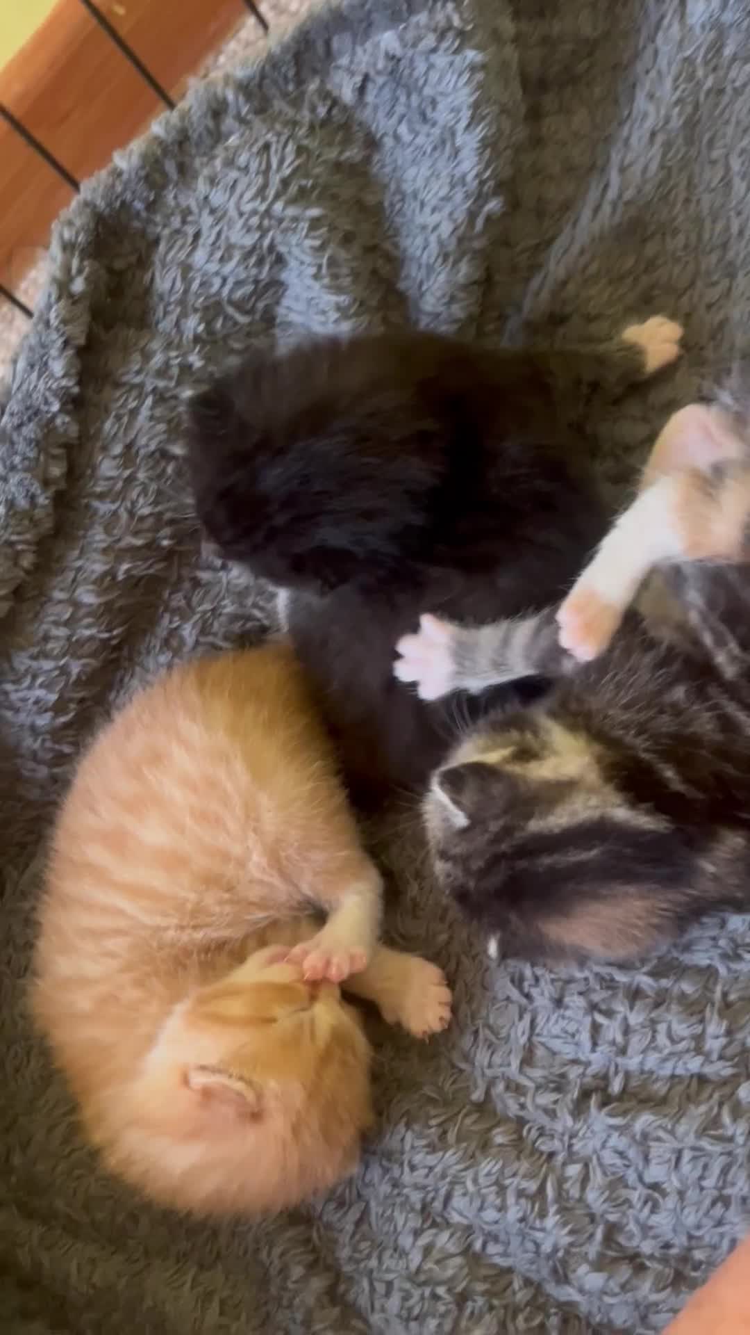Mixed Breed cats for sale: Beautiful mixed breed kittens  - Video 1