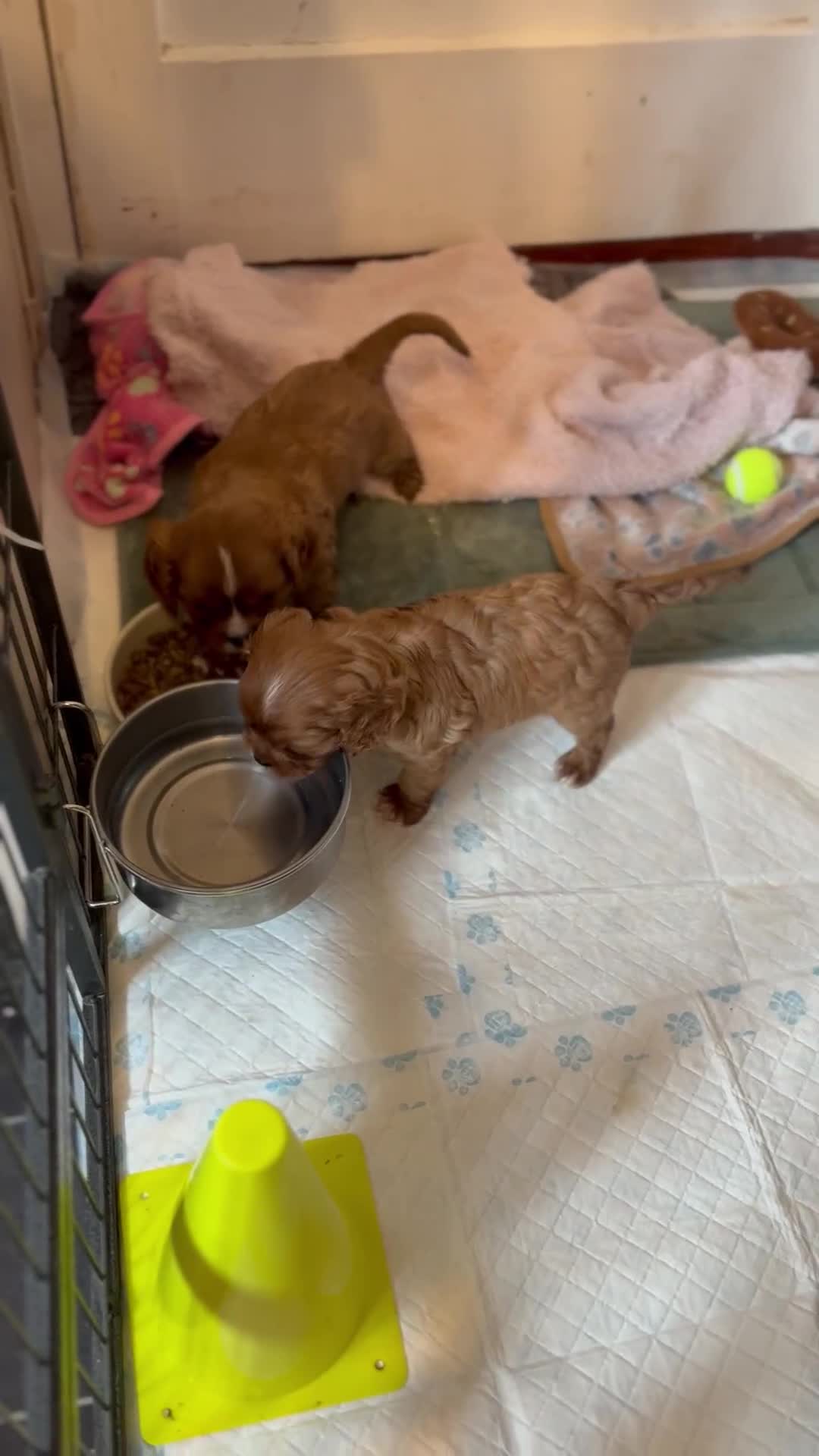 Cavalier King Charles Spaniel dogs for sale: KC reg 🍫parents/Eyes/heart&health certs - Video 3