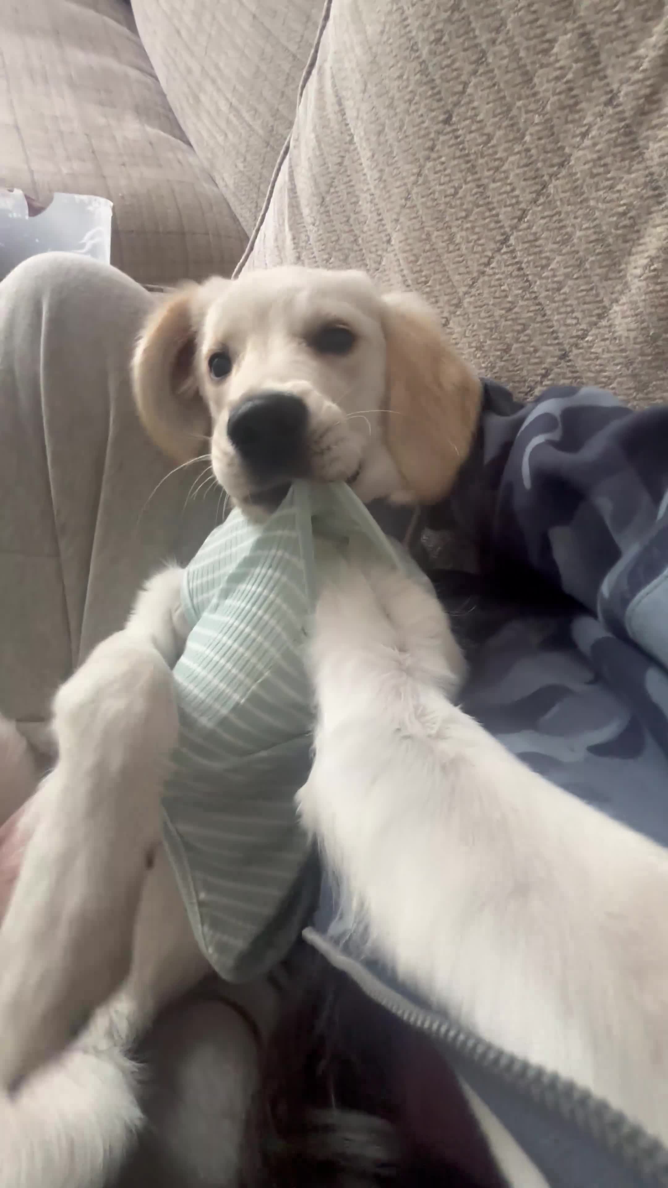Golden Retriever dogs for sale: Beautiful 5 Month Golden Retriever Boy 😍 - Video 1