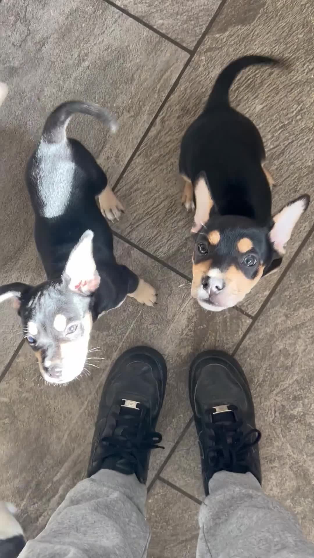 Mixed Breed dogs for sale: Male Black & Tan Jack Russell x Frenchie 9wks old in Peterborough - Video 2