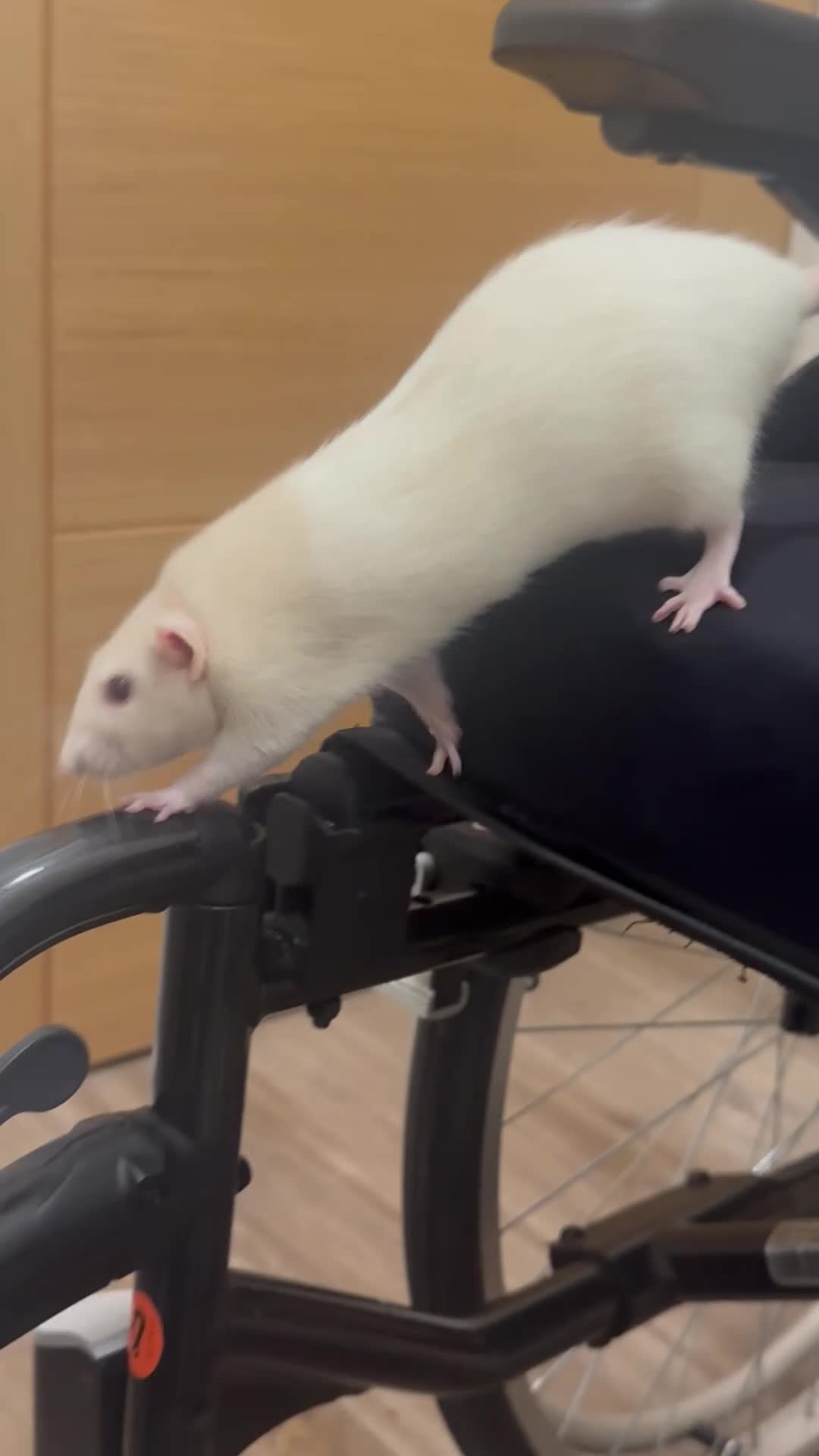 Rat rodents for sale: Male rat looking for new home with companion  - Video 1