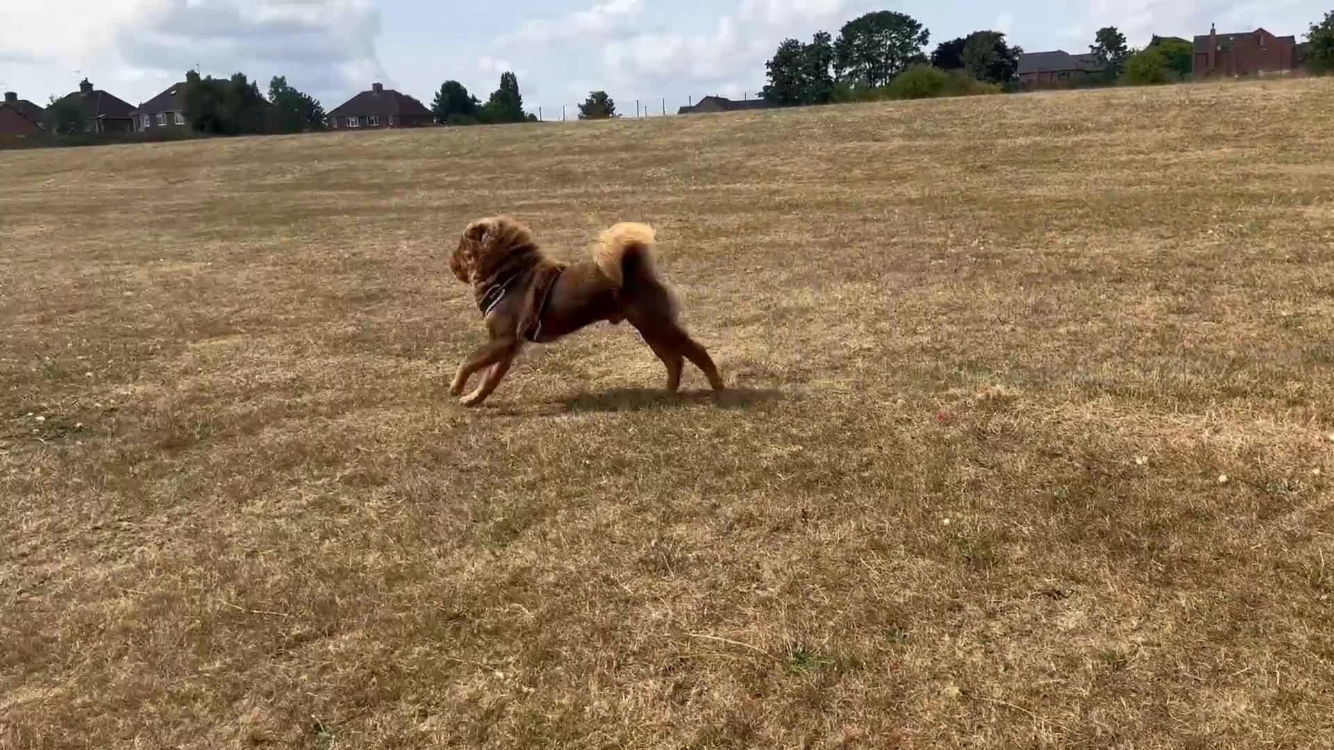 Shar Pei dogs for stud: Choc and tan top quality Sharpei stud  - Video 3