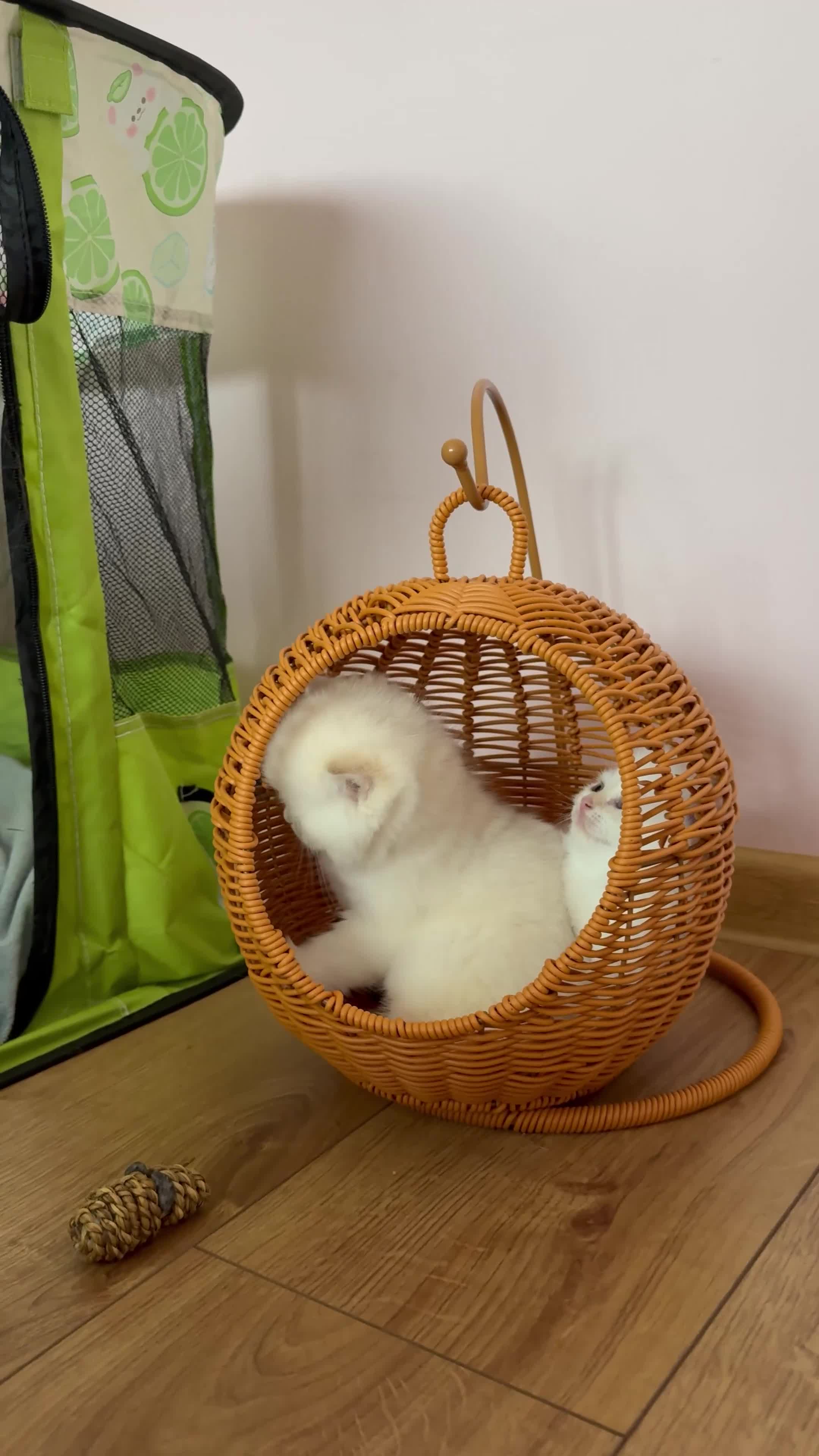 British Shorthair cats for sale: 🌟 Golden kittens. Fluffy happiness for you 🌟 - Video 5