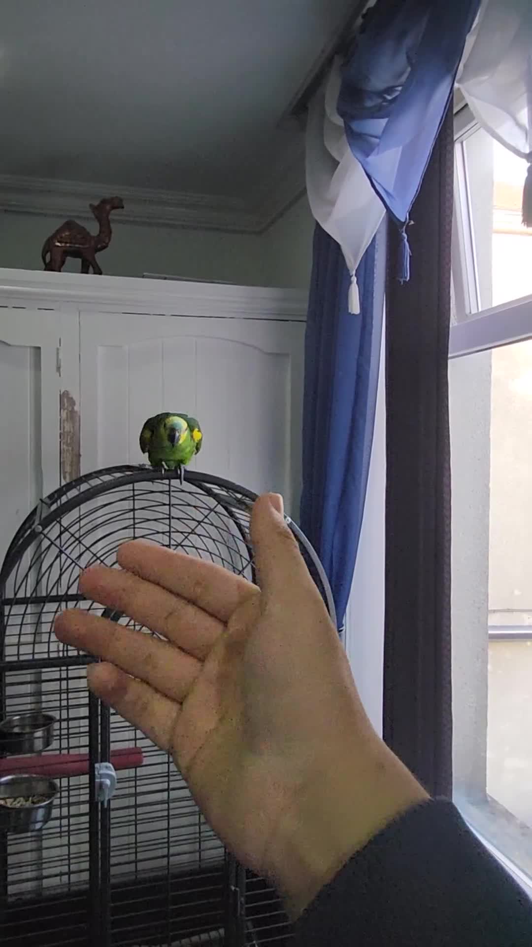 Budgerigars birds for sale: BABY BLUE FRONTED AMAZON PARROT - Video 2