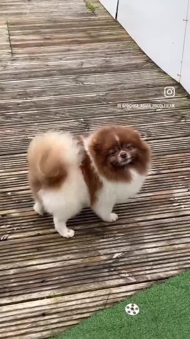 Pomeranian dogs for stud: Short and compact chocolate party colour boy in Lanark - Video 1