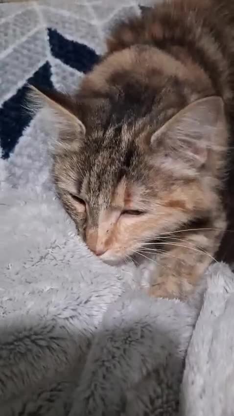 Norwegian Forest Cat cats for sale: HALF Norwegian Forest Kittens ♡ - Video 1