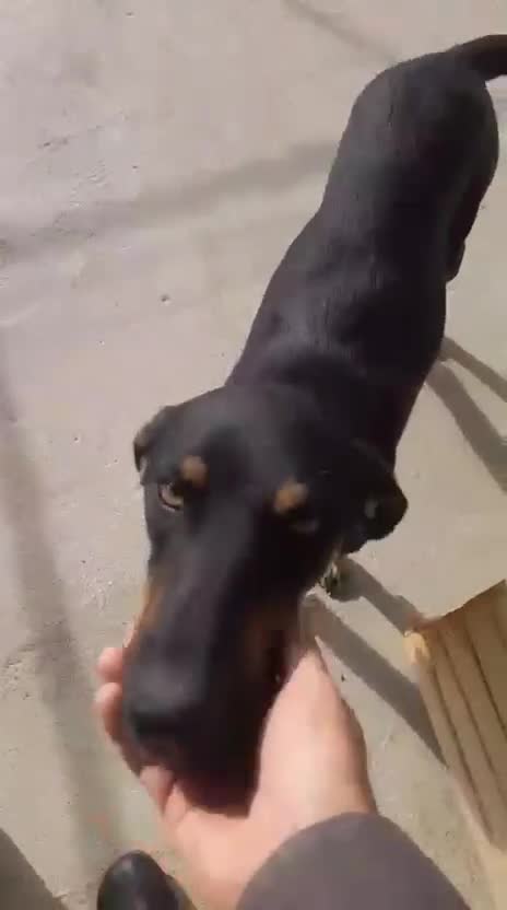 Mixed Breed dogs for adoption: Bella, 2 yrs old. Available for adoption. - Video 1