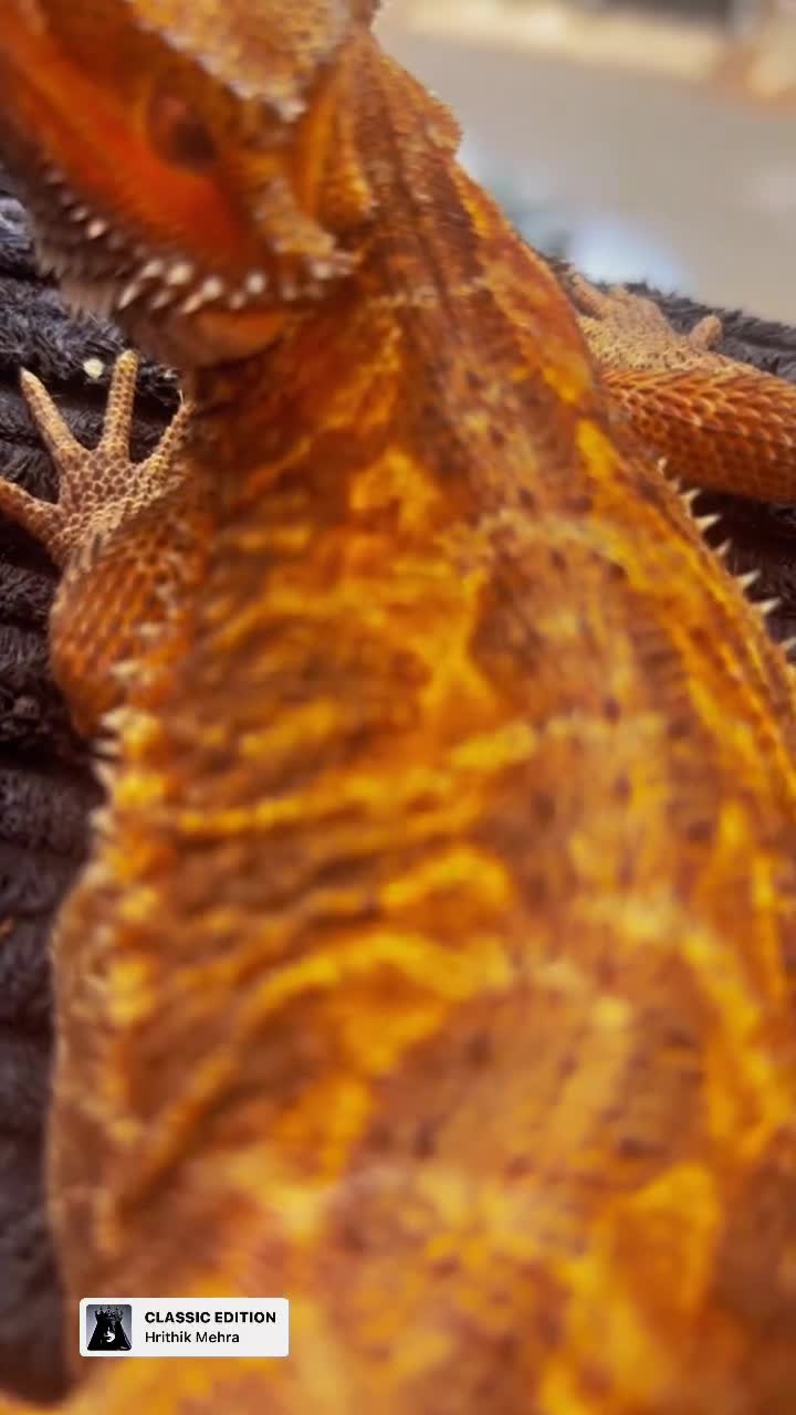 Bearded Dragon reptiles for sale: 4 month old bearded dragon - Video 1