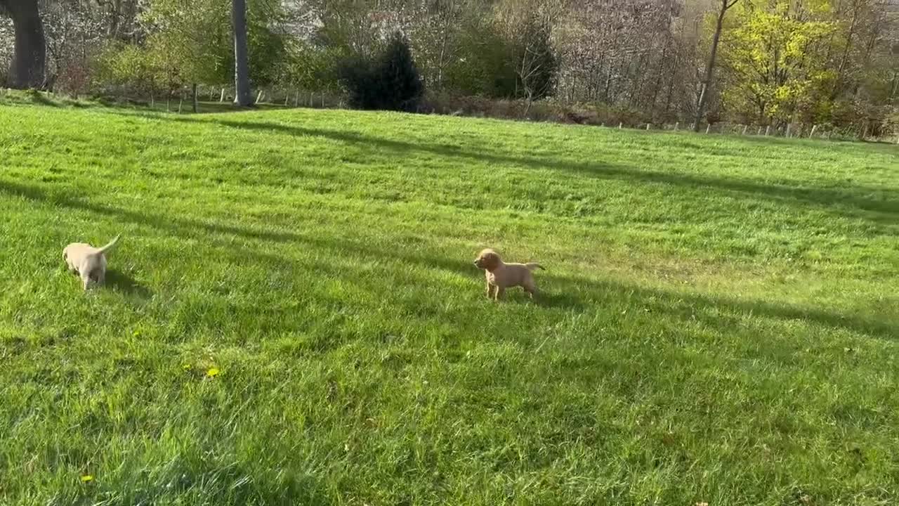 Labrador Retriever dogs for sale: Working Pet Bred; Highly Regarded Labrador Lineage in Alnwick - Video 3