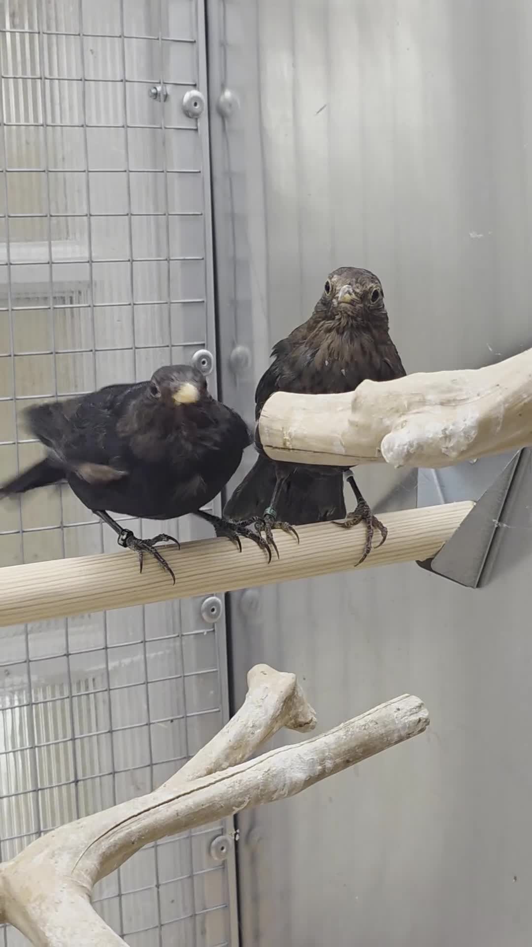 Softbills birds for sale: Black birds - Video 1