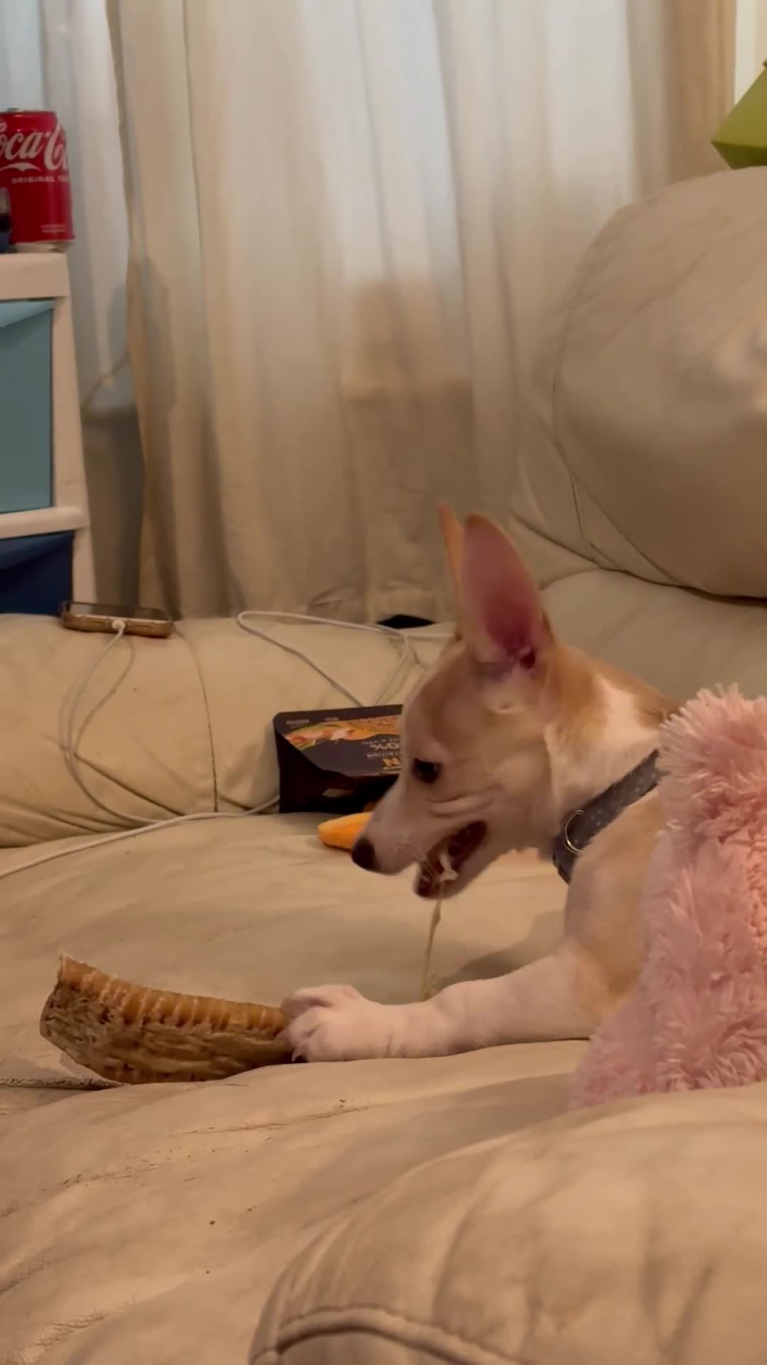 Mixed Breed dogs for sale: Meet Milo  - Video 1