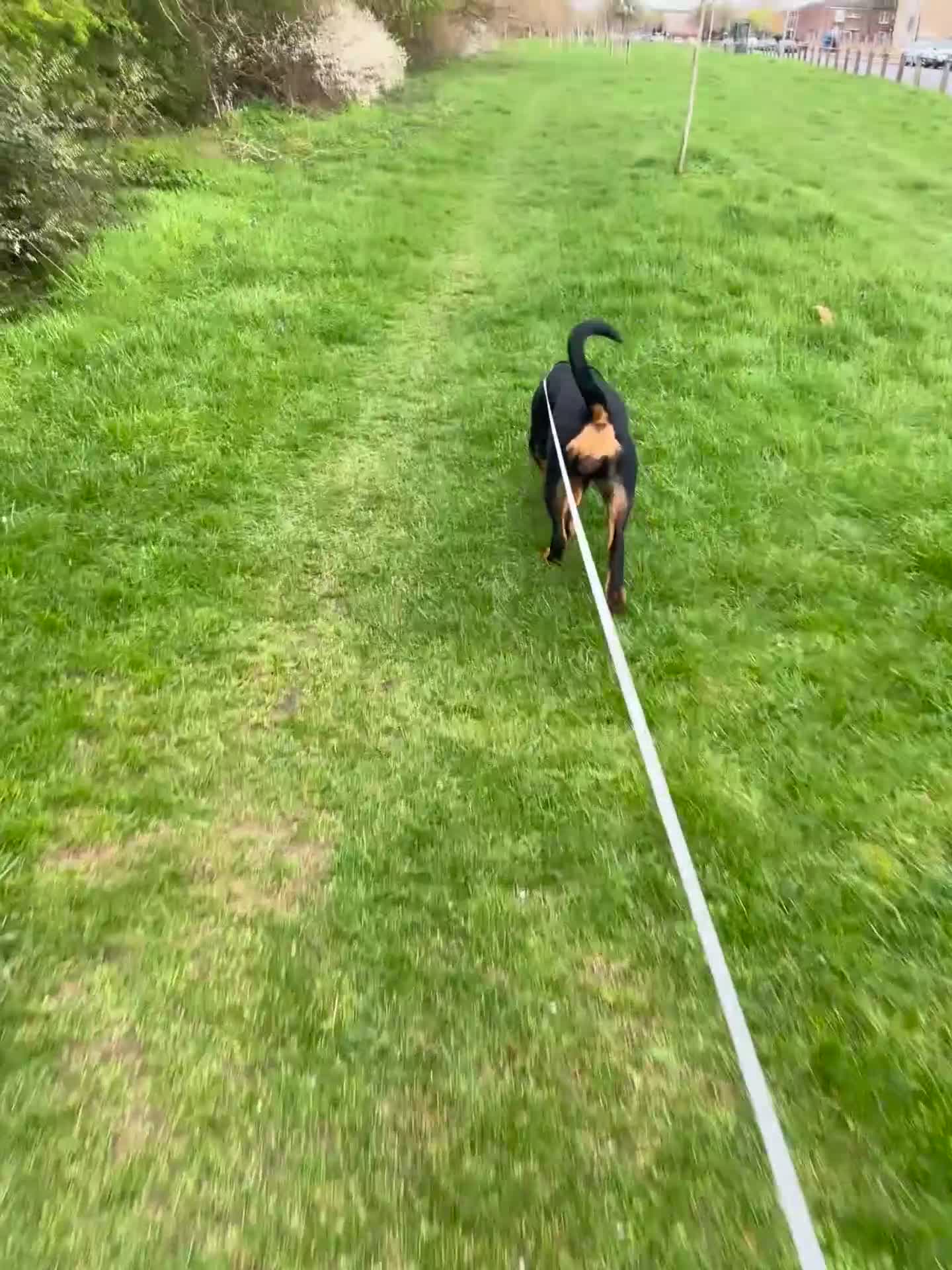 Rottweiler dogs for sale: Dollys looking for her forever home  in Peterborough - Video 2