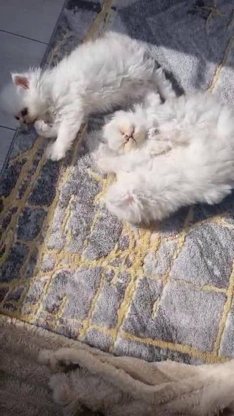 Persian cats for sale: Majestic Persian Chinchilla Kittens in Solihull - Video 1