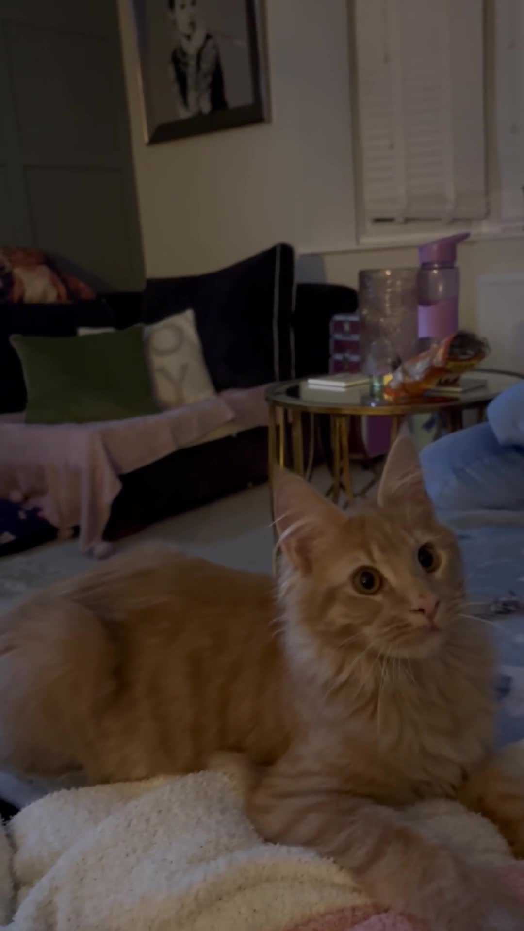 Maine Coon cats for sale: Cream female Maine coon  in Middlewich - Video 1