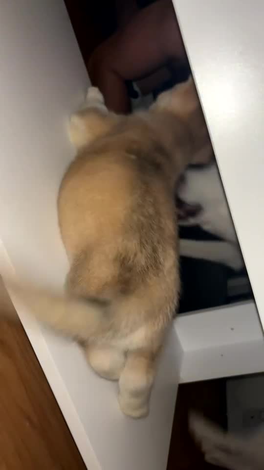 Siberian Husky dogs for sale: Husky puppies  - Video 1