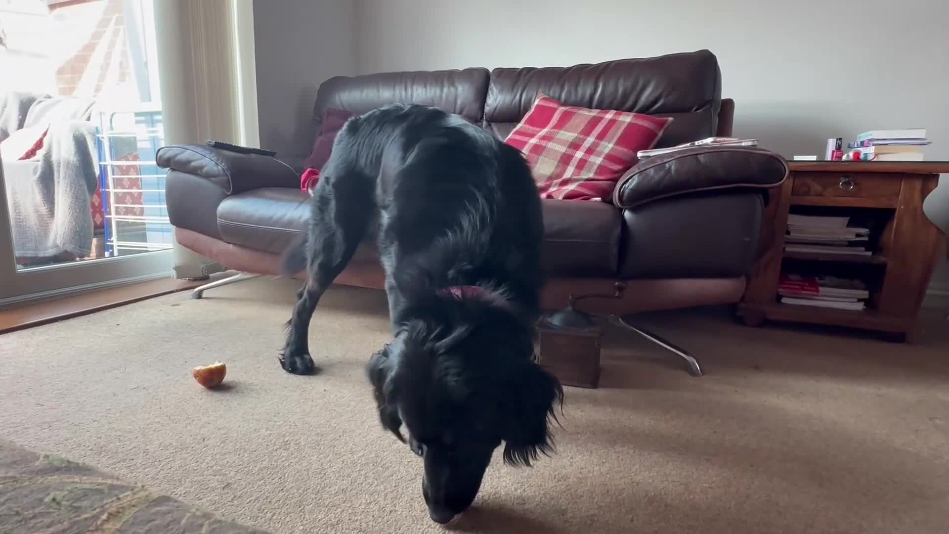 Mixed Breed dogs for sale: Labradoodle for rehome  - Video 1