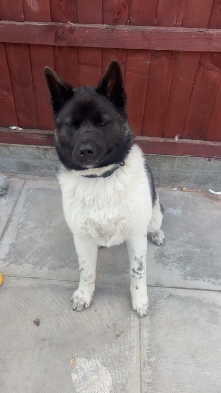 Akita dogs for sale: KC Registered American Akita Puppy - Video 2