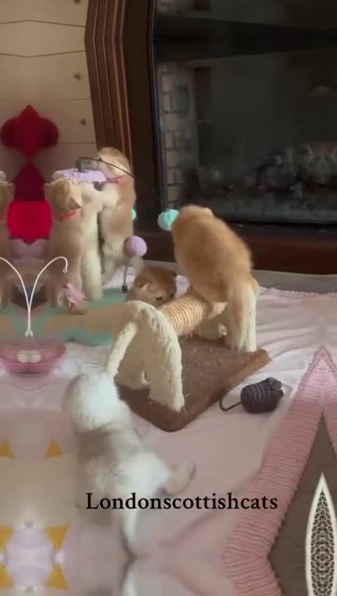 Scottish Fold cats for sale: TICA-Registered Scottish Straight/Fold Kittens  - Video 1