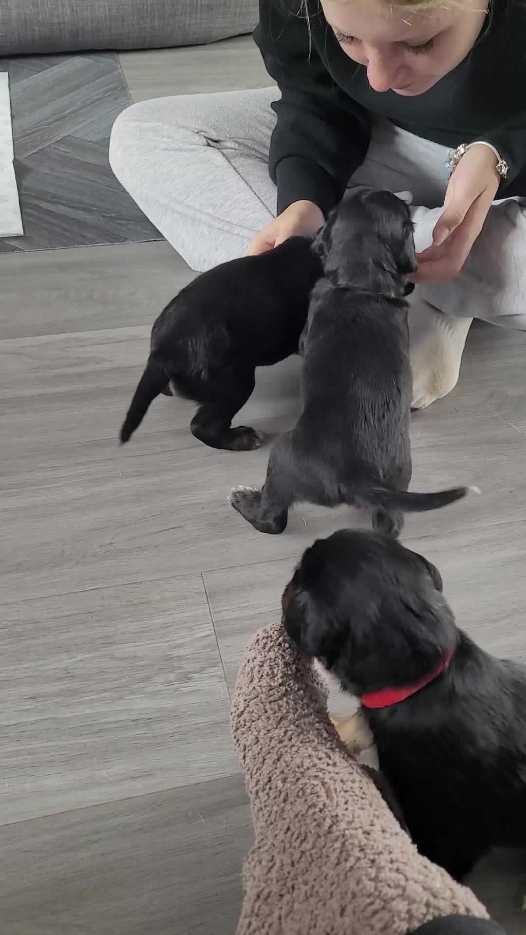 Mixed Breed dogs for sale: Border collie x irish/red setter puppies - Video 1