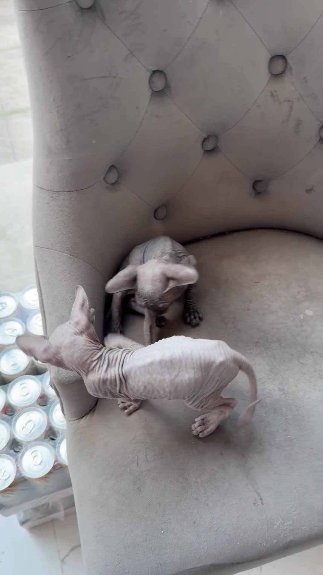 Sphynx cats for sale: 🐾 Beautiful Sphynx Kittens – Ready to Leave Now - Video 3
