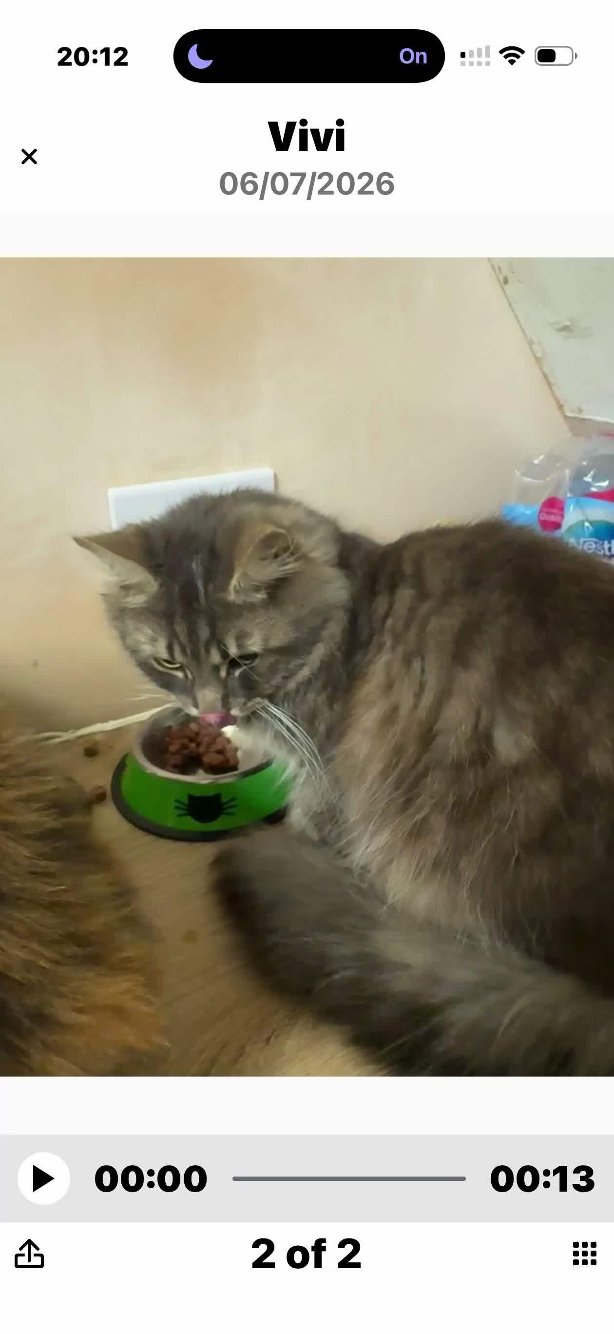 Mixed Breed cats for sale: 2 year old Rag doll mixed male  - Video 1