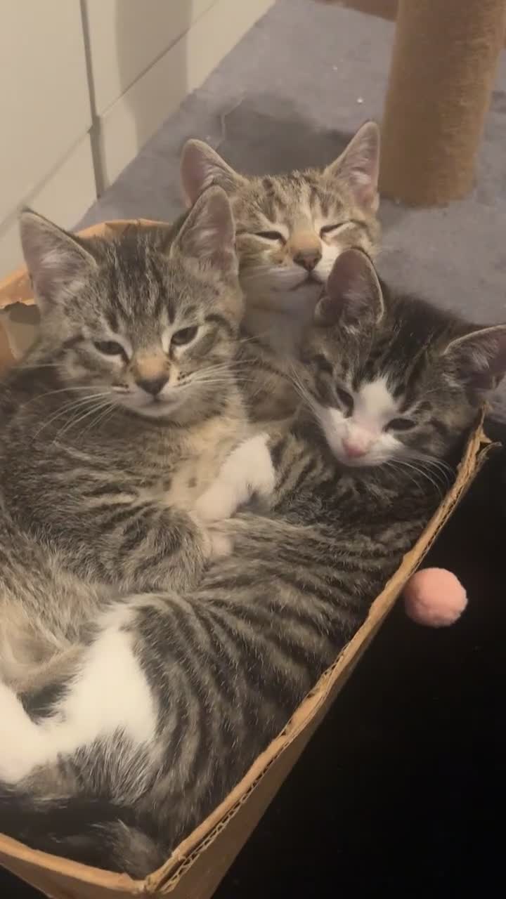 Mixed Breed cats for sale: 3 mixed tabby kittens for sale!  - Video 1