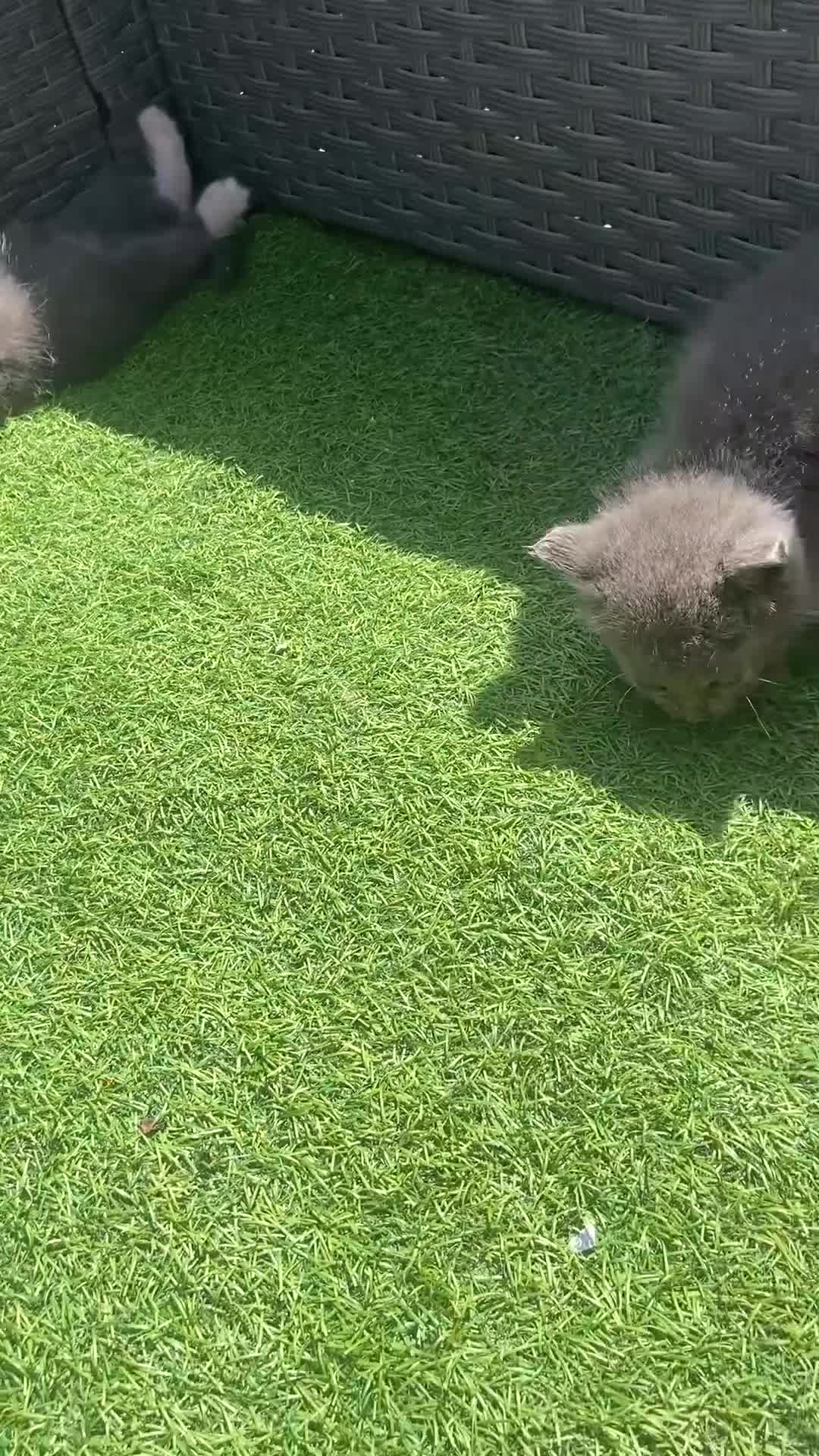 Mixed Breed cats for sale: 4 fluffy kittens - Video 1