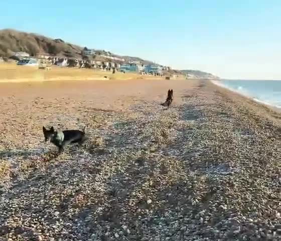 German Shepherd dogs for stud: KC Registered Exceptional Black German Shepherd - Video 1