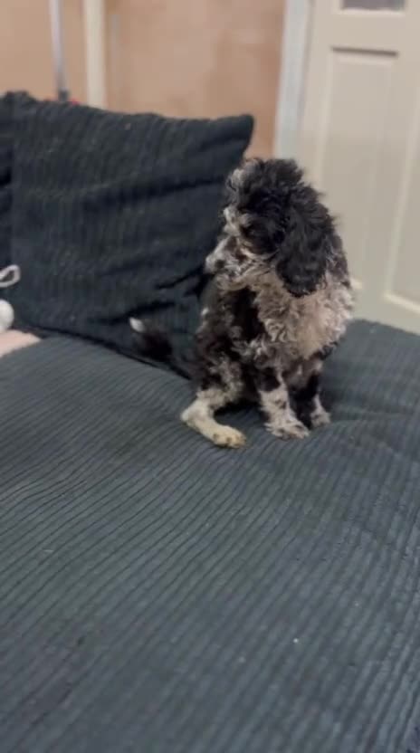 Toy Poodle dogs for sale: 10 week poodle male  - Video 1