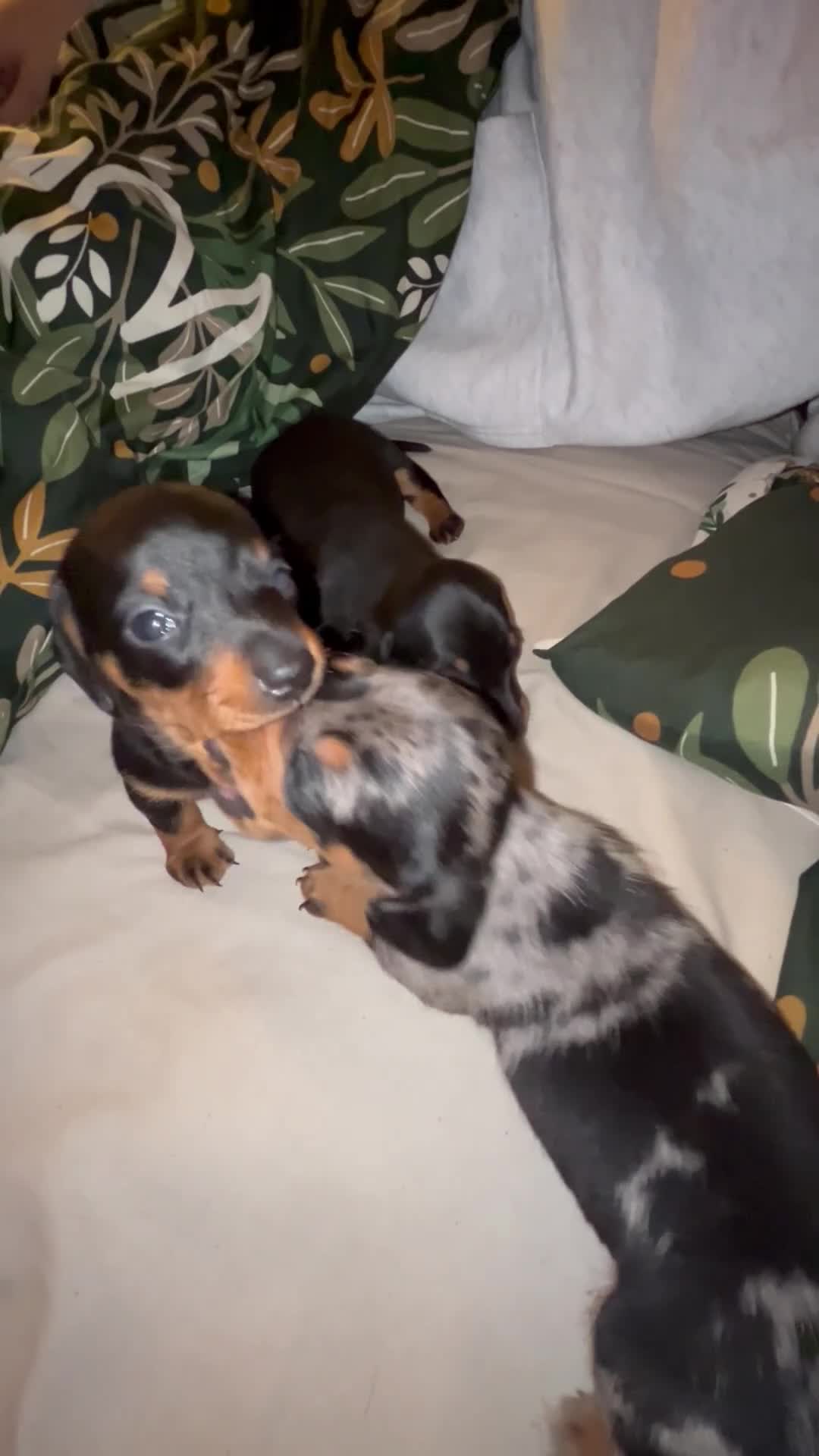 Miniature Dachshund dogs for sale: KC Reg TINY Miniatures from Kaninchen parents  - Video 1
