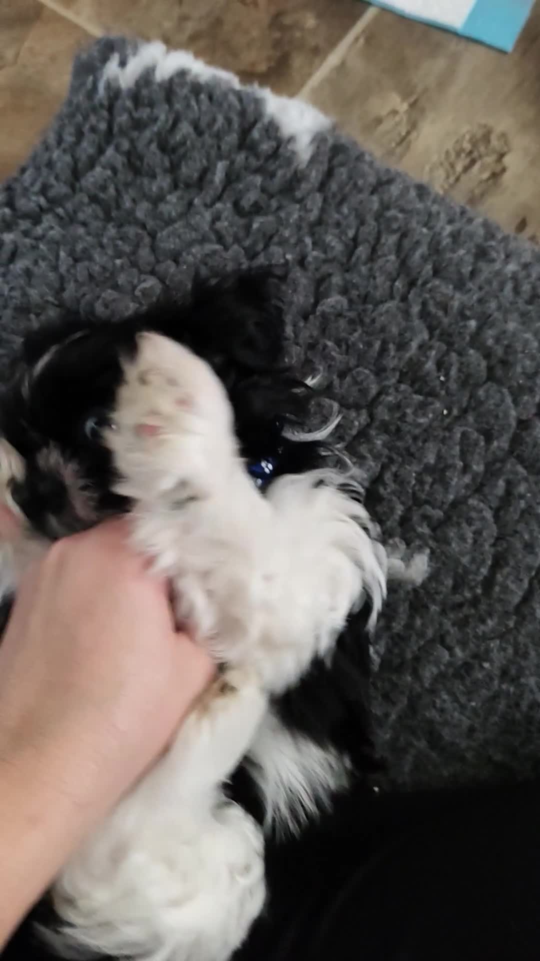 Shih Tzu dogs for sale: Shih Tzu puppies 1 boy available Redy Now!!! - Video 3