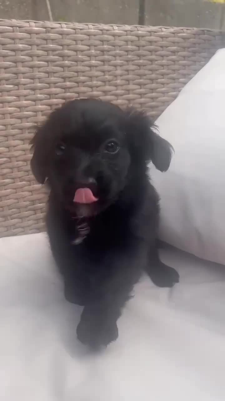 Mixed Breed dogs for sale: Cockeranians 5 girls 2 boys, ready now! - Video 4