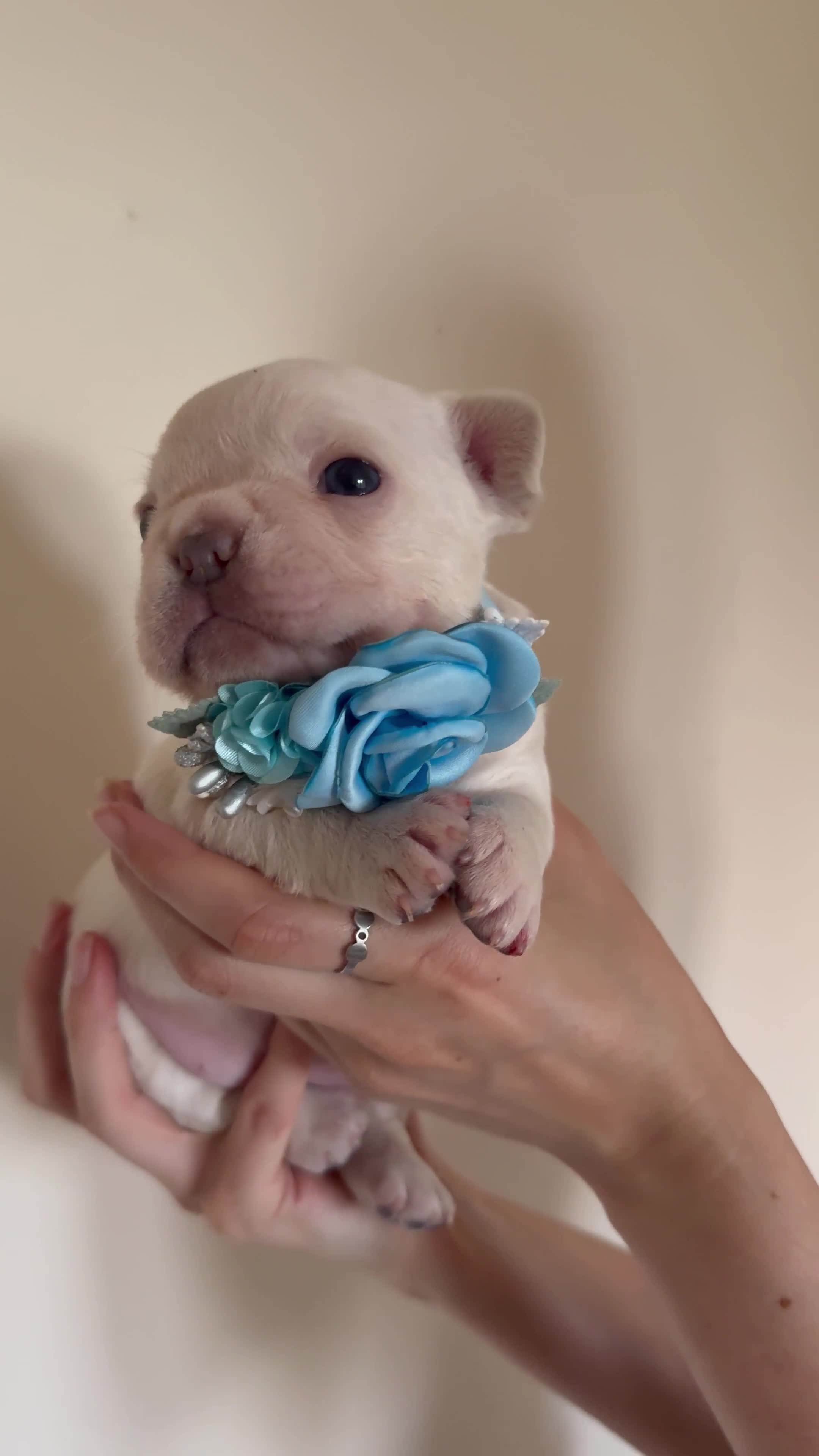 French Bulldog dogs for sale: Stunning platinum and lilac fawn boys and girls - Video 3