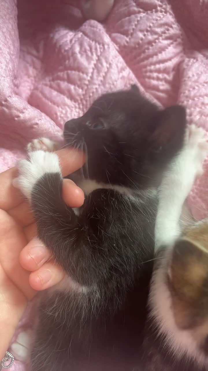 Mixed Breed cats for sale:  kittens  in Canterbury - Video 5