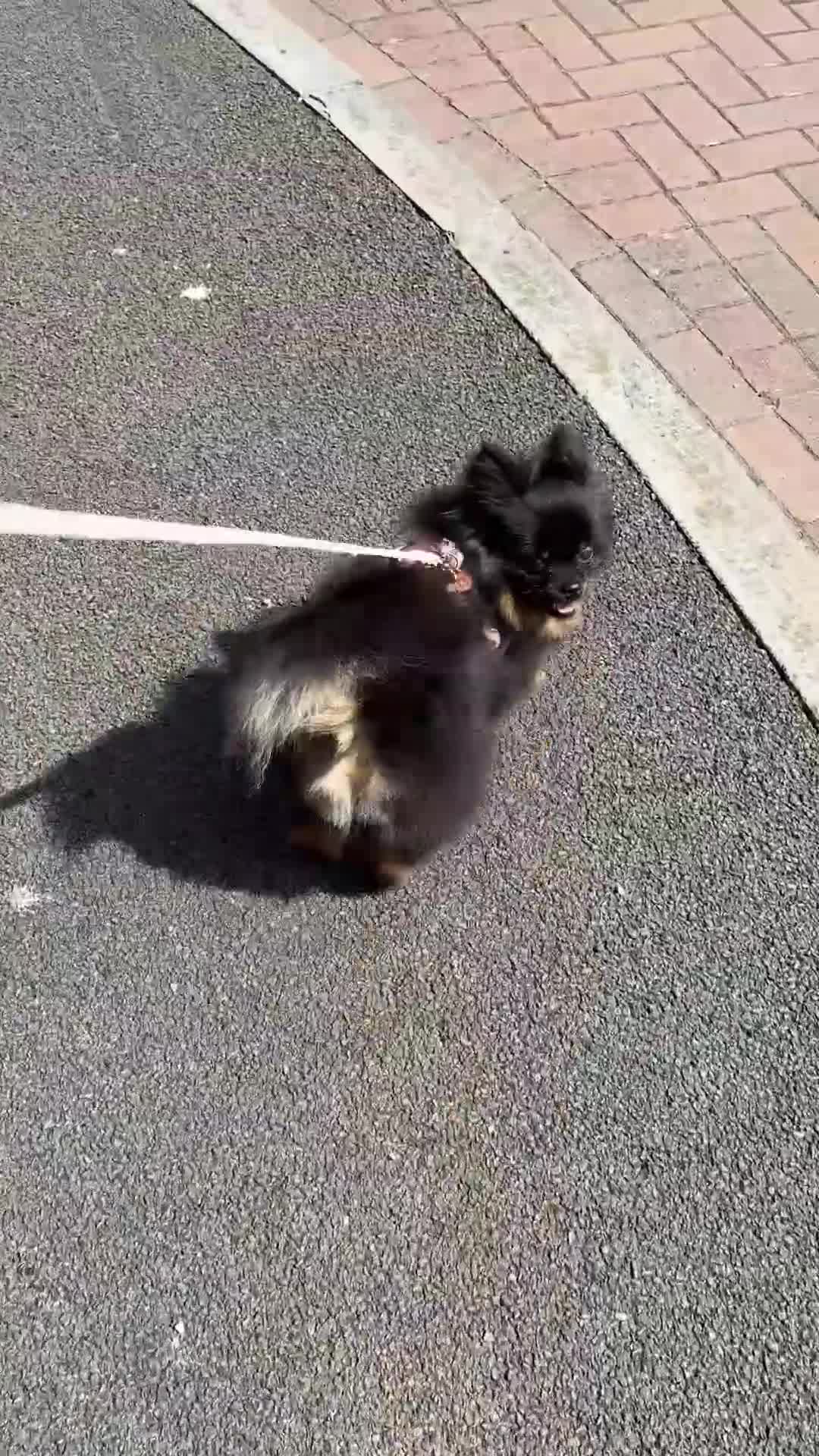 Pomeranian dogs for sale: 1.5 year old female Russian Pomeranian  - Video 1