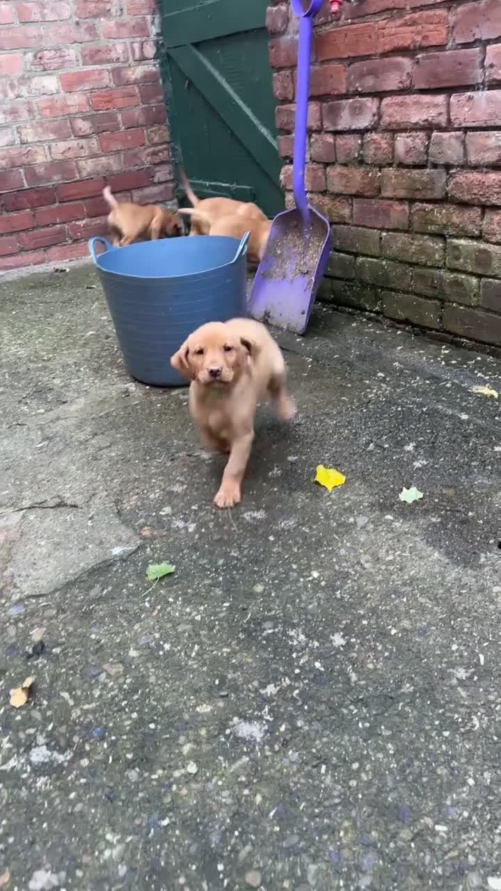 Labrador Retriever dogs for sale: Fox Red Labrador Puppies For Sale - Video 1