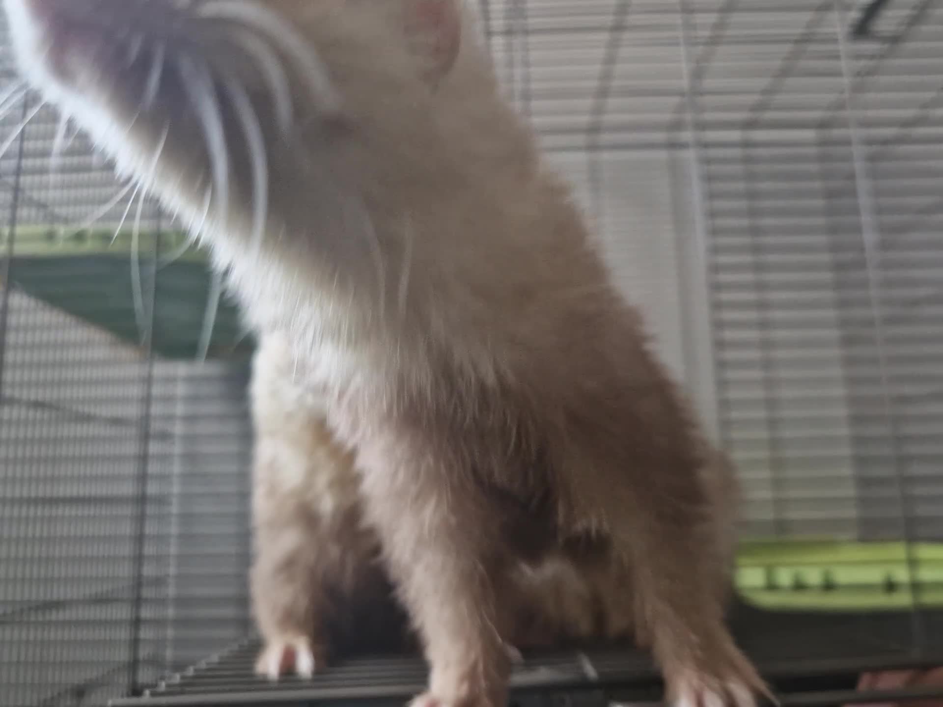 Ferret rodents for sale: Trio of Ferrets - Video 1